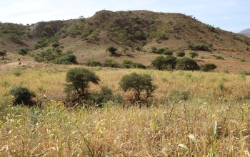 The grass and mountains in Ethiopia. 