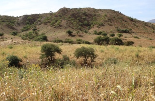 The grass and mountains in Ethiopia. 