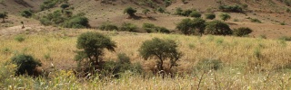 The grass and mountains in Ethiopia. 