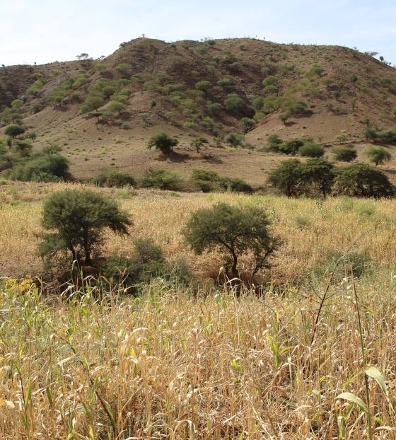 The grass and mountains in Ethiopia. 