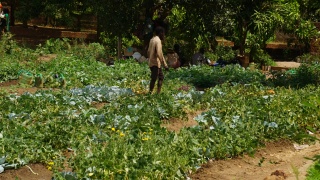 Garden in South Sudan